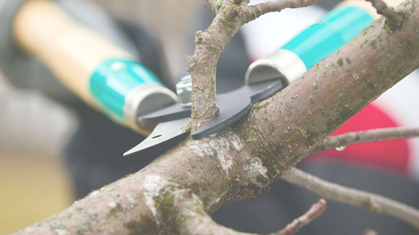 Tree Pruning Albertville, AL