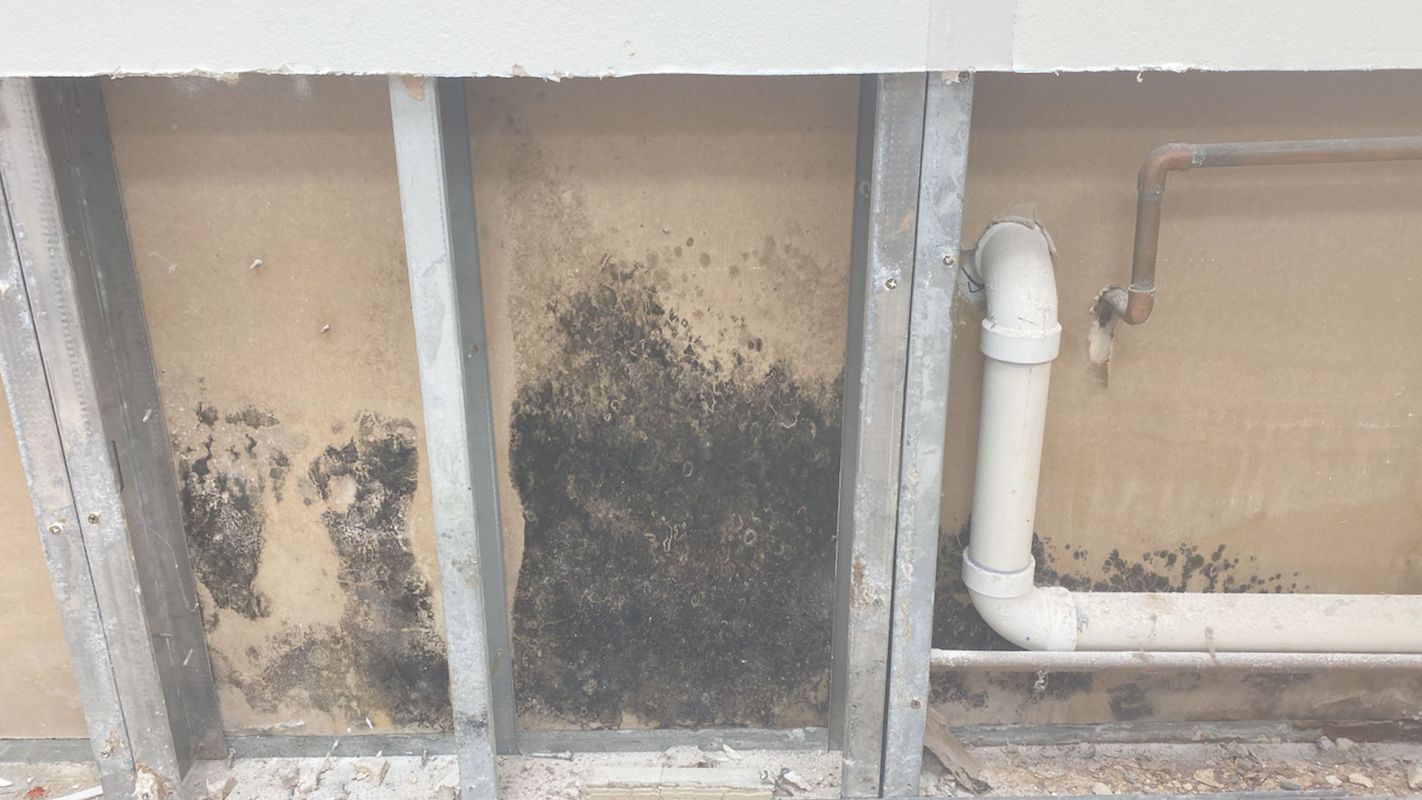 Expert Mold Inspection Service