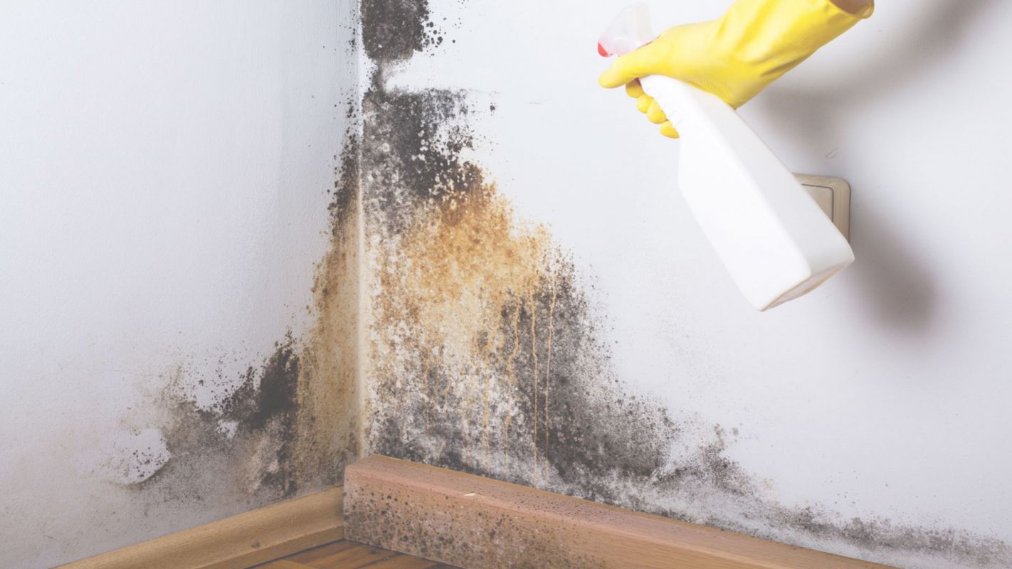 Professional Mold Damage Cleanup Services
