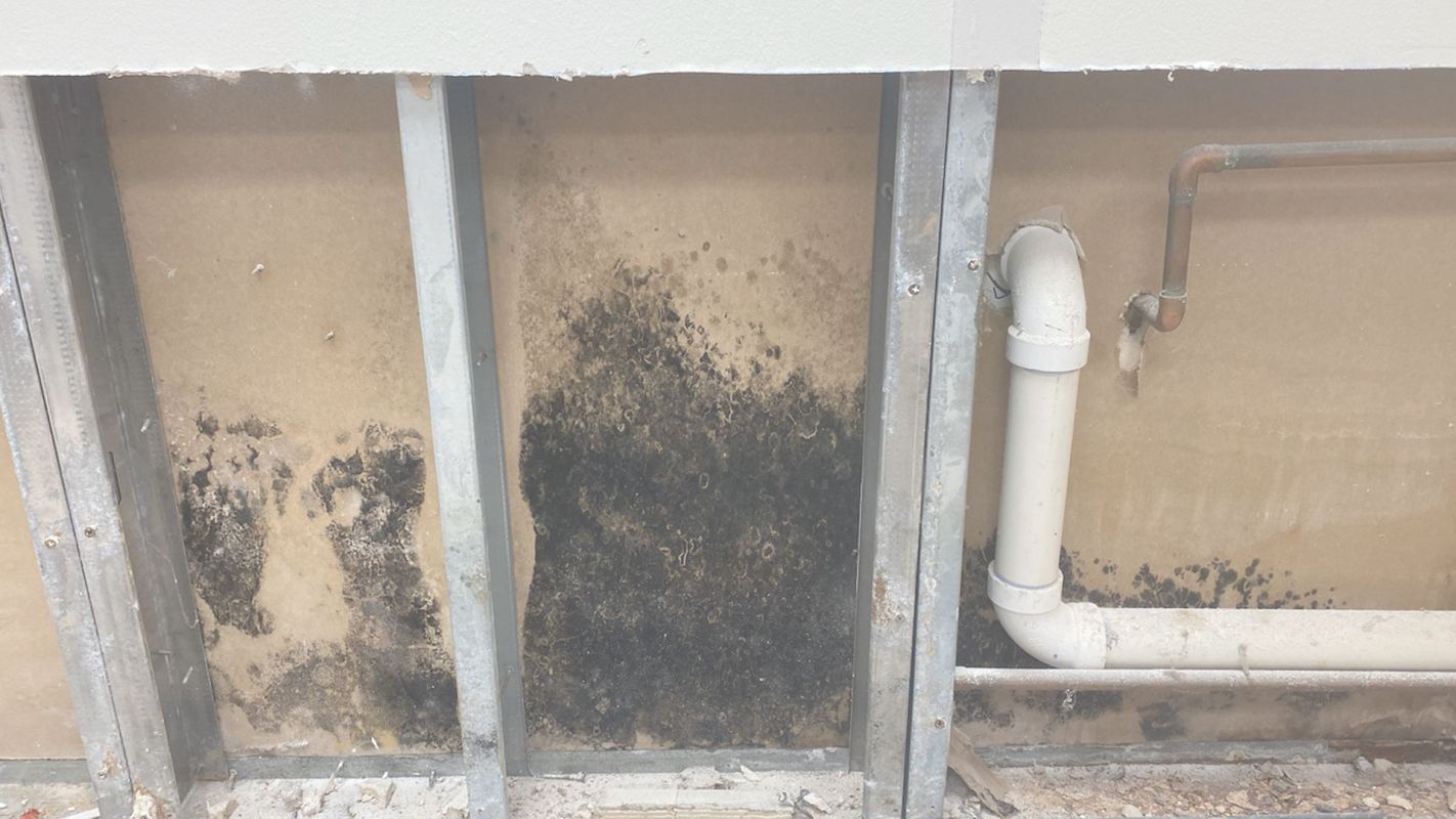 Most Affordable & Reliable Mold Remediation