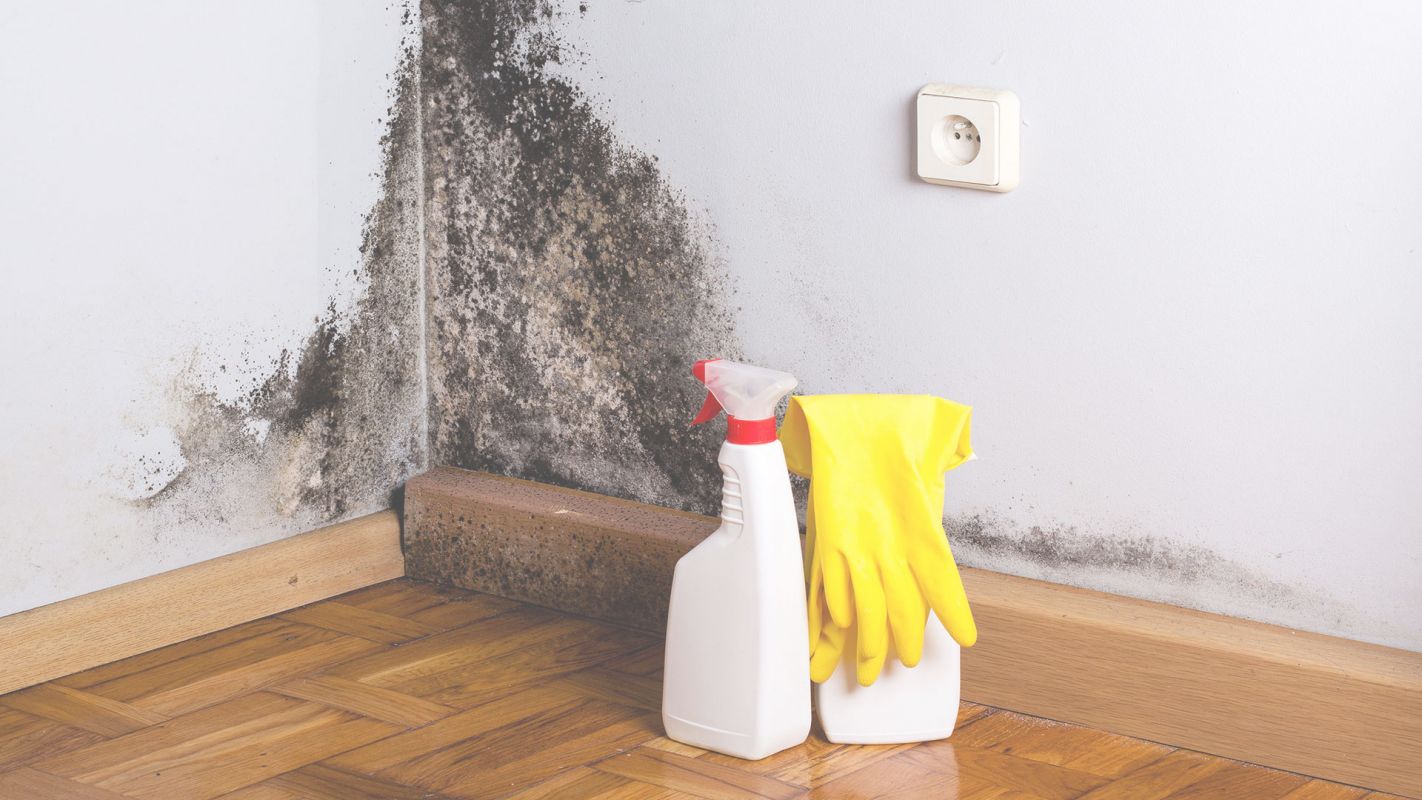 Reliable Mold Remediation Services in Goodyear, AZ