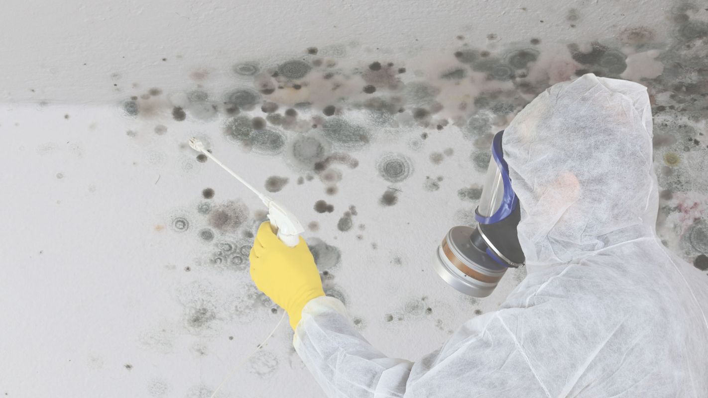 Restoring Your Peace of Mind with Mold Removal Tolleson, AZ