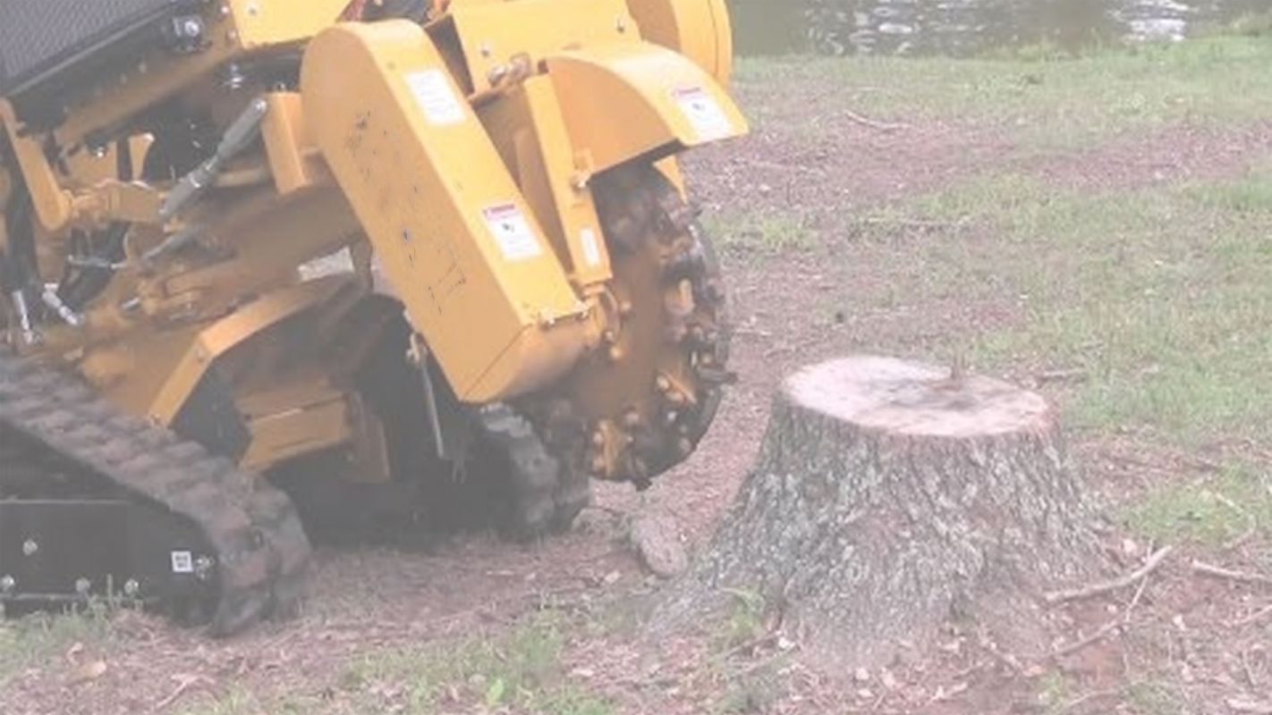 Professional Tree Stump Removal Service Buda, TX