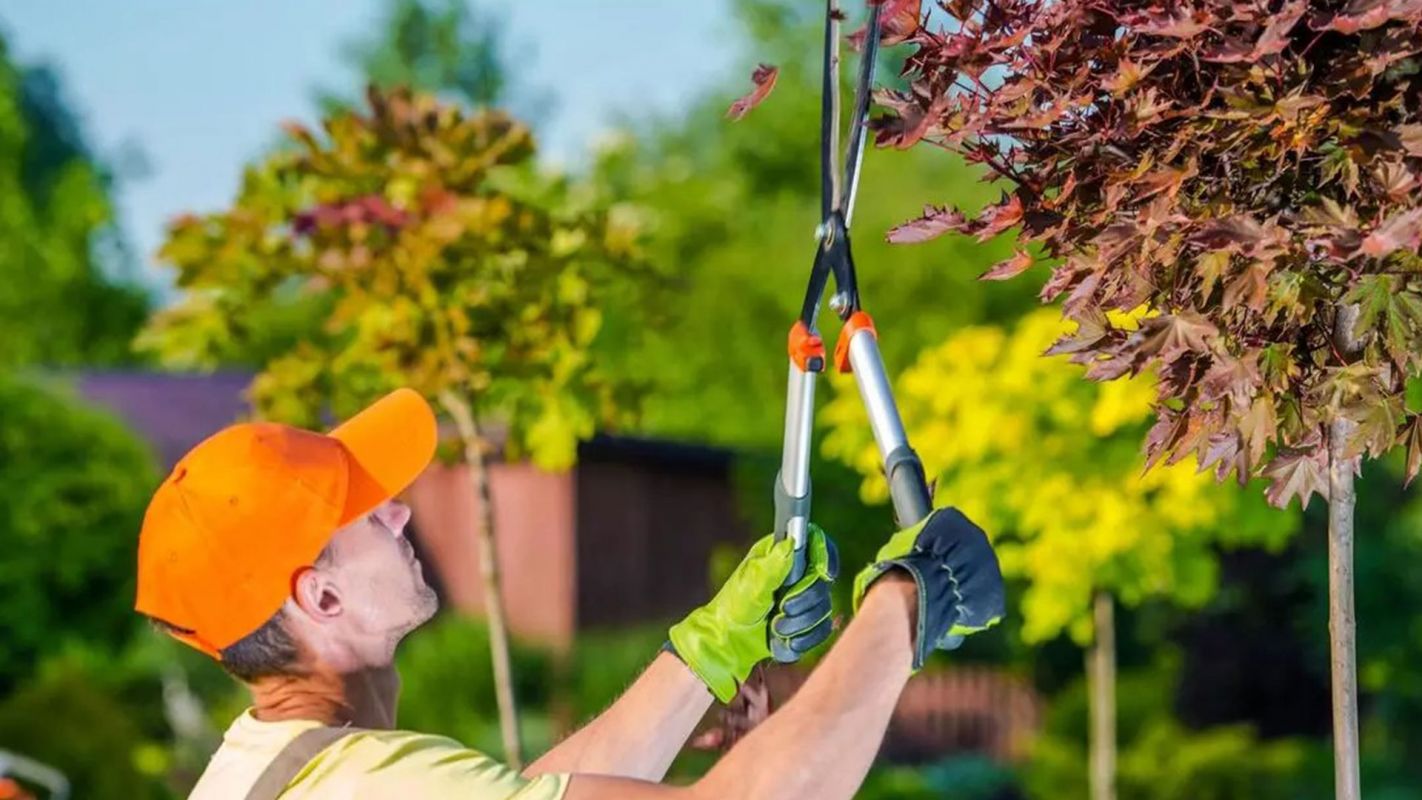 Hire Tree Pruning Service in Austin, TX