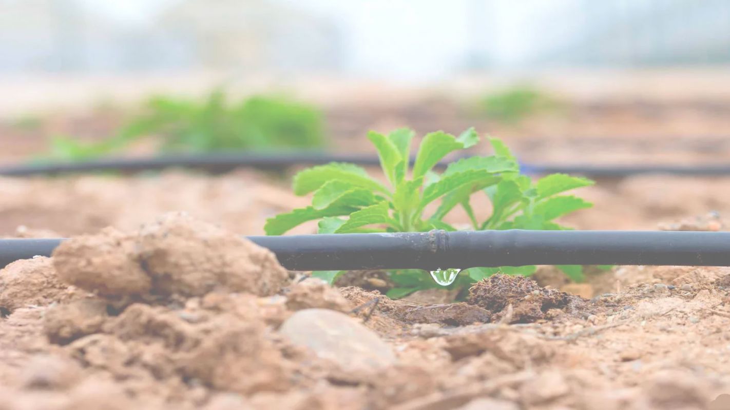 Get the Most Efficient & Reliable drip irrigation system Cucamonga, CA