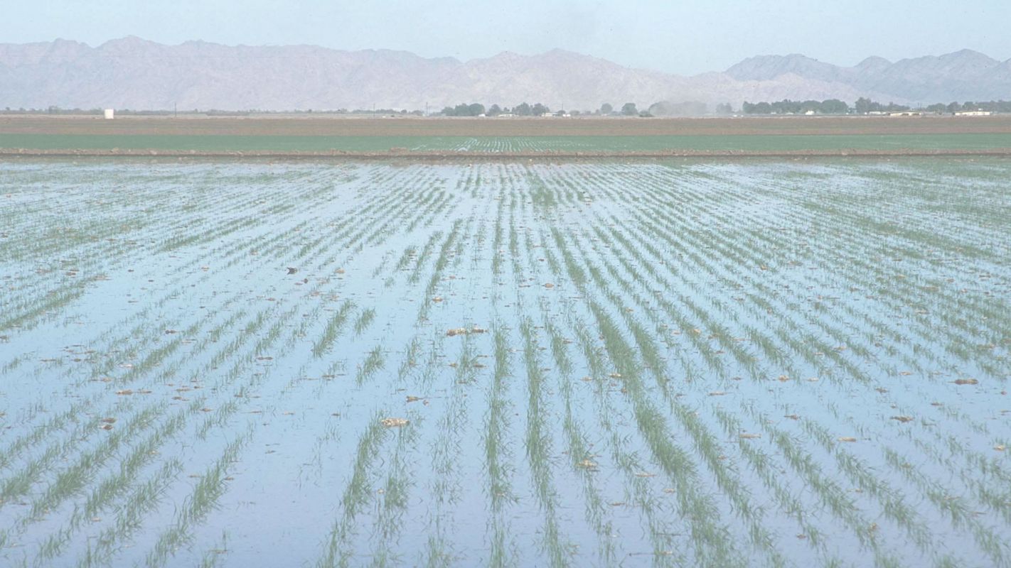 Most Reliable basin irrigation system North Fontana, CA