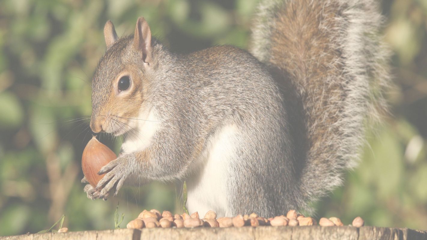 Squirrels Control Katy, TX