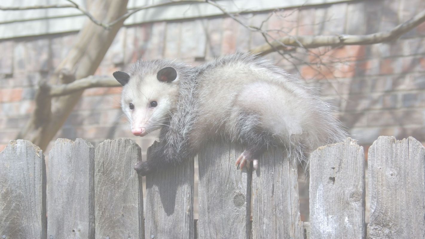 Opossum Control Services Katy, TX