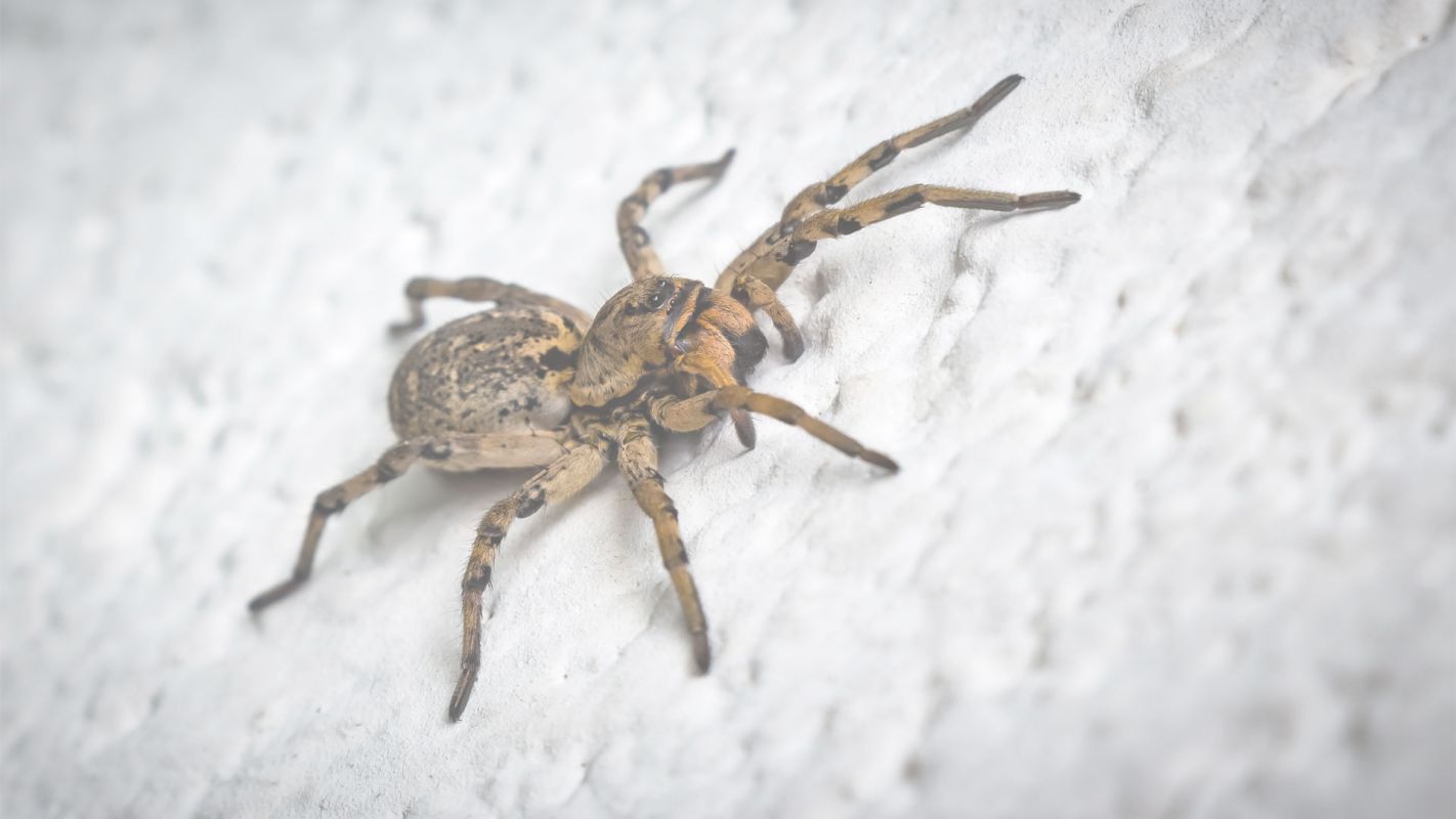 Spider Control Cypress, TX